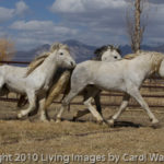 Wild Horses: The Rescue and Release of 31 Older Adobe Town Horses