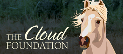 The Cloud Foundation