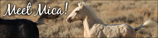 Save Wild Horses - Mica Blog