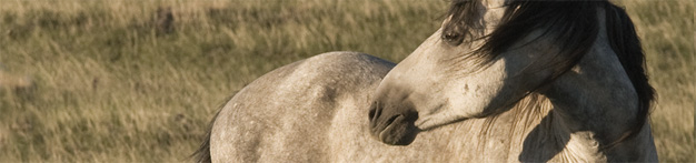 America's Endangered Wild Horses