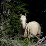 Wild Horses: Speak Up to Save Cloud’s Herd from Removals