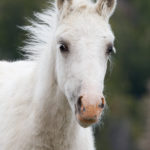Wild Horses: Stop the BLM from Destroying Cloud’s Legacy