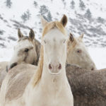 Wild Horses: Mica and the Cremello Colts in the Snow