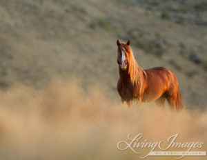 CarolWalker-SunriseStallion-1