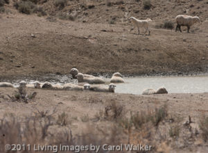 12AprilSandWash_296_of_541_ Sheep stuck in the mud