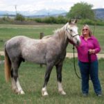 Wild Horses: Mica Goes to a Trail Obstacle Clinic with Carol