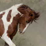 Wild Horses: Visiting the Sand Wash Basin Herd