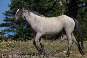 12JulyPryors2_277_of_356_