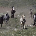 Wild Horses: Removals From Cloud’s Pryor Mountain Herd Continue