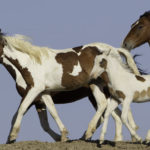 Wild Horses: Please Comment on McCullough Peaks Herd’s Removal Plan