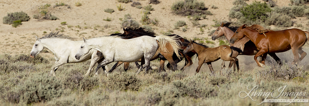 Wild Horses 2012
