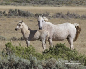 Wild Horses 2012