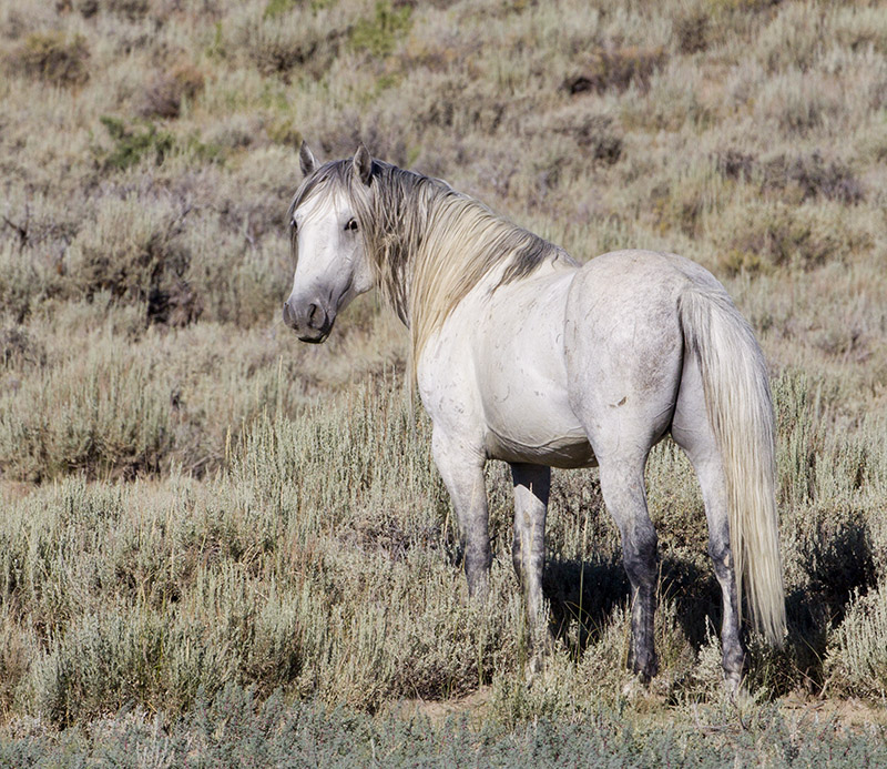 Wild Horses 2012
