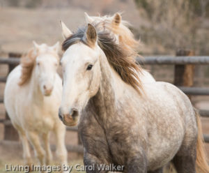 Wild Horses: Mica's Second Ride | Wild Hoofbeats