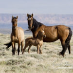 Wild Horses: The BLM and the Grazing Association Partner to Destroy 4 Wild Herds in Wyoming