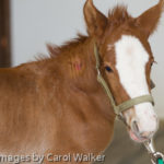 Wild Horses: Rescuing an Abandoned Salt Wells Creek Foal
