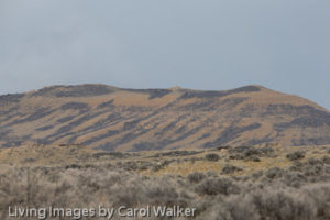 Wild Horses: Rescuing an Abandoned Salt Wells Creek Foal | Wild Hoofbeats