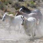 Wild Horses: The Fight to Save Wyoming’s Wild Horses is On
