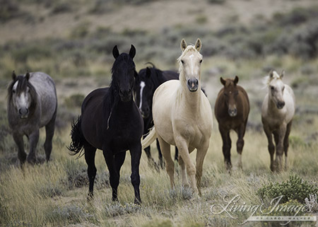 Salt Wells Creek Wild Horse Family