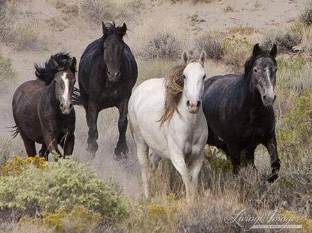 Adobe Town Mares in 2010 Roundup