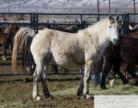 One of the extremely pregnant mares