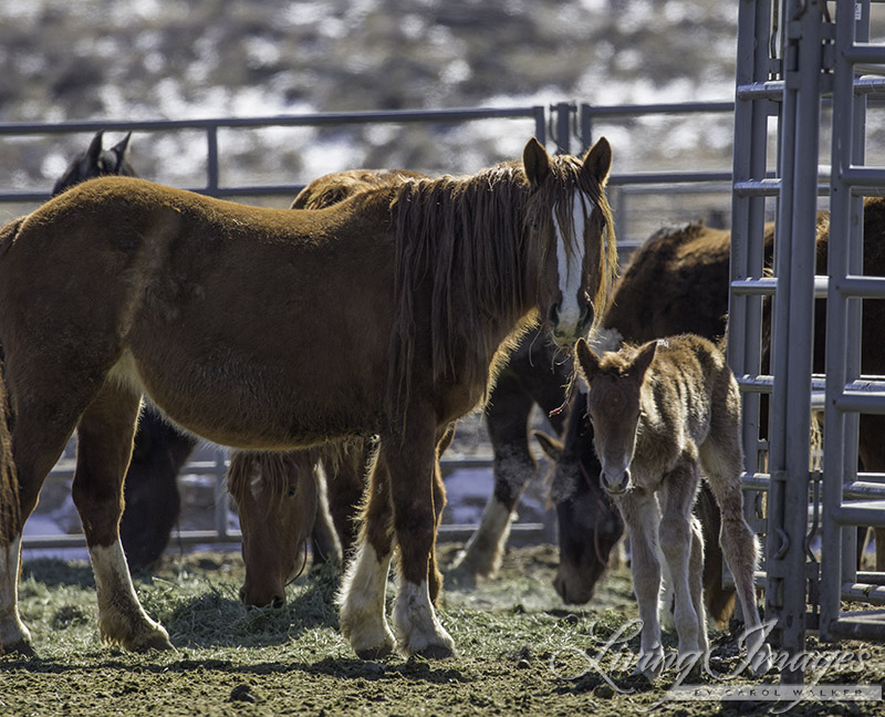 The other newborn foal with its mother