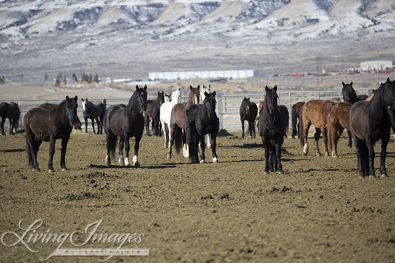 The larger gelding pens