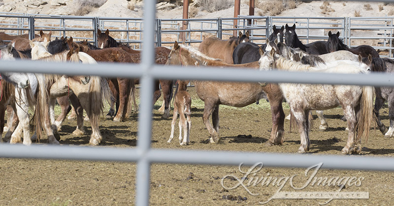 First sight of the new foal, Gwendolyn with Flurry right behind