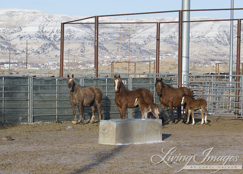 Gwendolyn with the other mares and foals