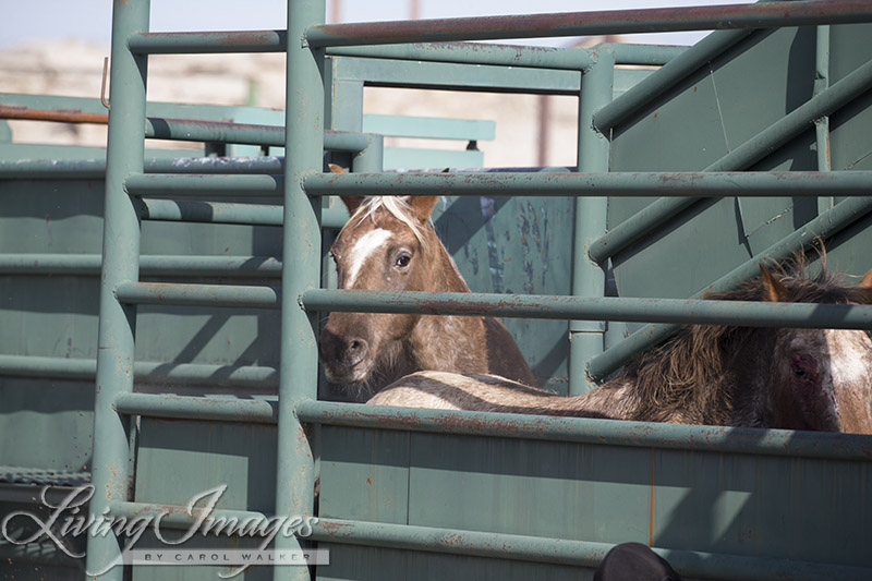 Gwendolyn and Aurora in the chute moving toward the trailer