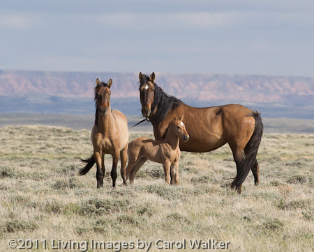 Wild Horse`s Valley © – Freedom for horses