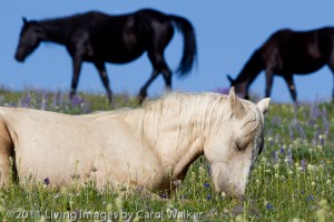 Echo, another pale palomino, Cloud's grandson, sleeping 