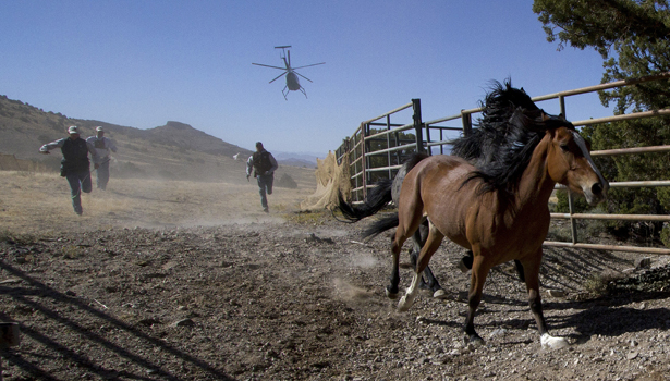 wild horse reuters- Jim Urquhart - Reuters-body.jpg
