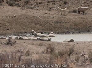 Sheep stuck in the mud