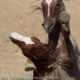 The bachelor stallion Apache and Dolore, who is trying to hold onto a new band