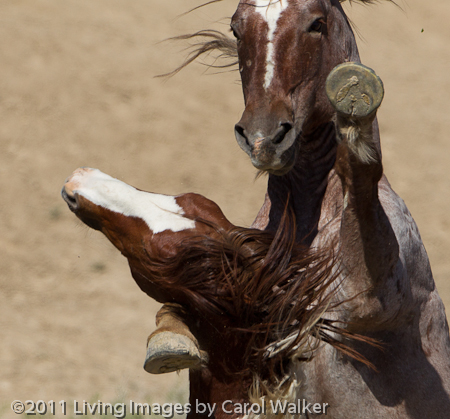 The bachelor stallion Apache and Dolore, who is trying to hold onto a new band