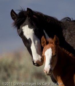 Beautiful mare and foal
