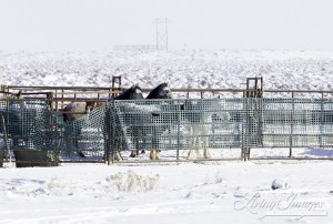 The captured mares