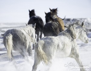 The mares spill out of the trailer