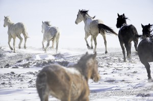 The mares run for high ground