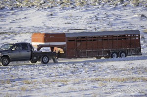 The second load of mares arrives