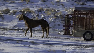 The first mare out in this strange new place
