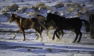 The mares move away from the trailers