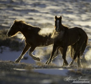 The mares go up the hill and one turns to look at me