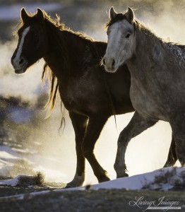 Two mares pause with frozen breath surrounding them