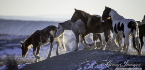 The mares carefully go down the hill