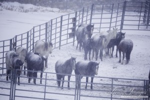 The mares and foals standing still