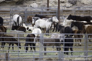 The Mare and Foal pen