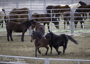 Young stallions playing