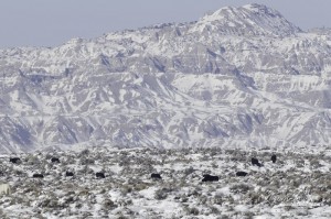 Cattle on public land